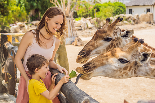 Madre e hijo dando de comer a jirafas en Bioparque Estrella| Destinos Turísticos Imperdibles en Monterrey